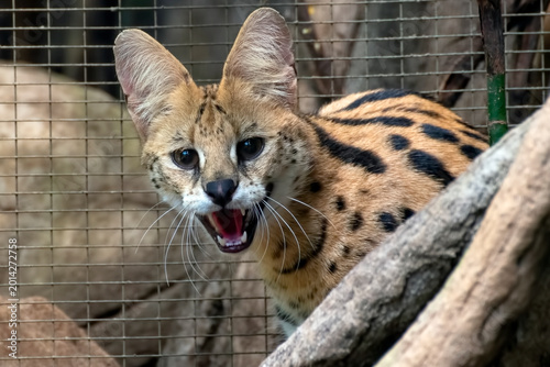 Photography portrait of a serval cat in a cage