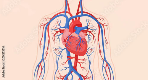 Foto Medical illustration of the human heart and circulatory system showing blood vessels