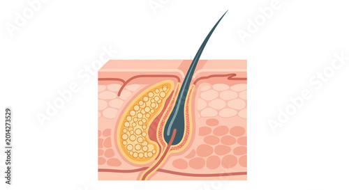 Cuadro en lienzo Medical illustration showing human skin layers, hair follicle, and sebaceous gland structure