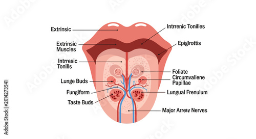 Quadro su tela Anatomical illustration of the human tongue with labeled parts.