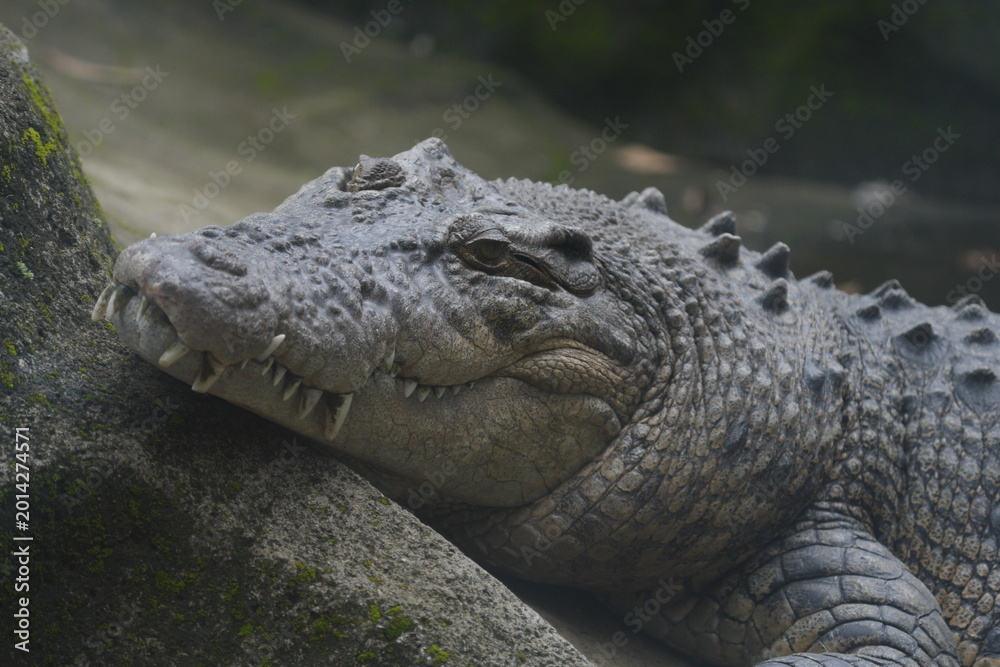 Fototapeta premium Detailed close up of a large dangerous crocodile resting