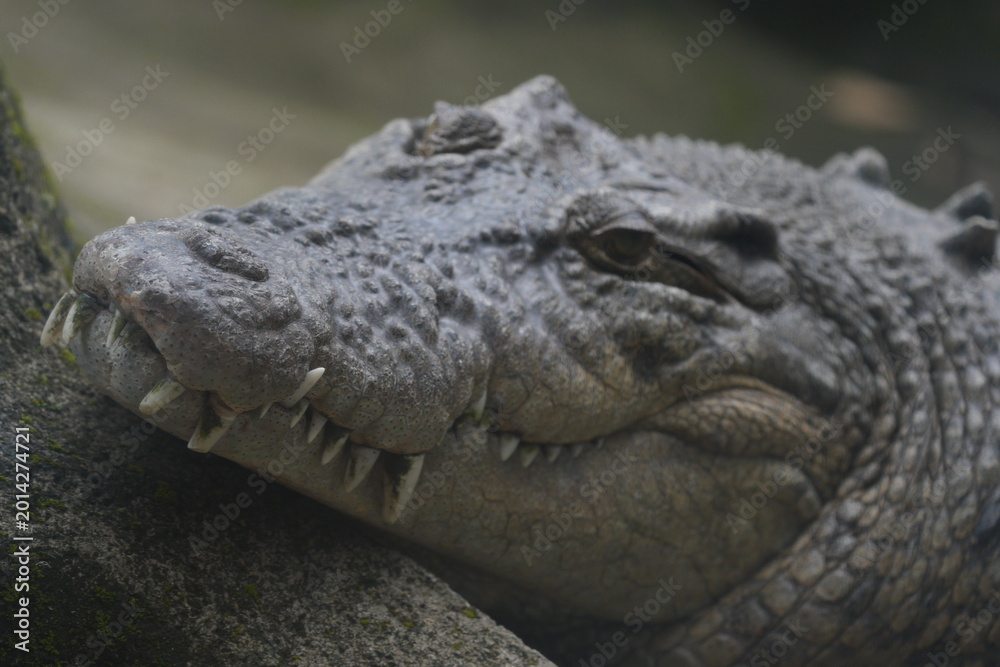 Obraz premium Close Up of a Saltwater Crocodile Face and Teeth