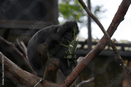 Photography Silvery Lutung Monkey Eating Leaves in Natural Habitat