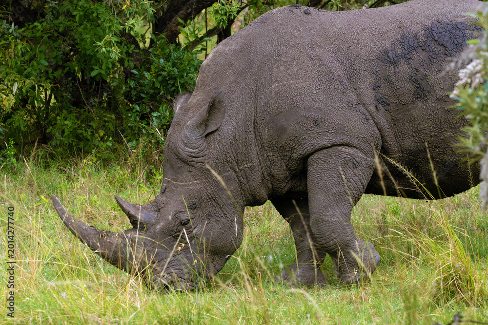 Fototapeta premium White rhinoceros, also known as the white rhino or square-lipped rhinoceros (Ceratotherium simum), a large rhinoceros grazing on green grass.
