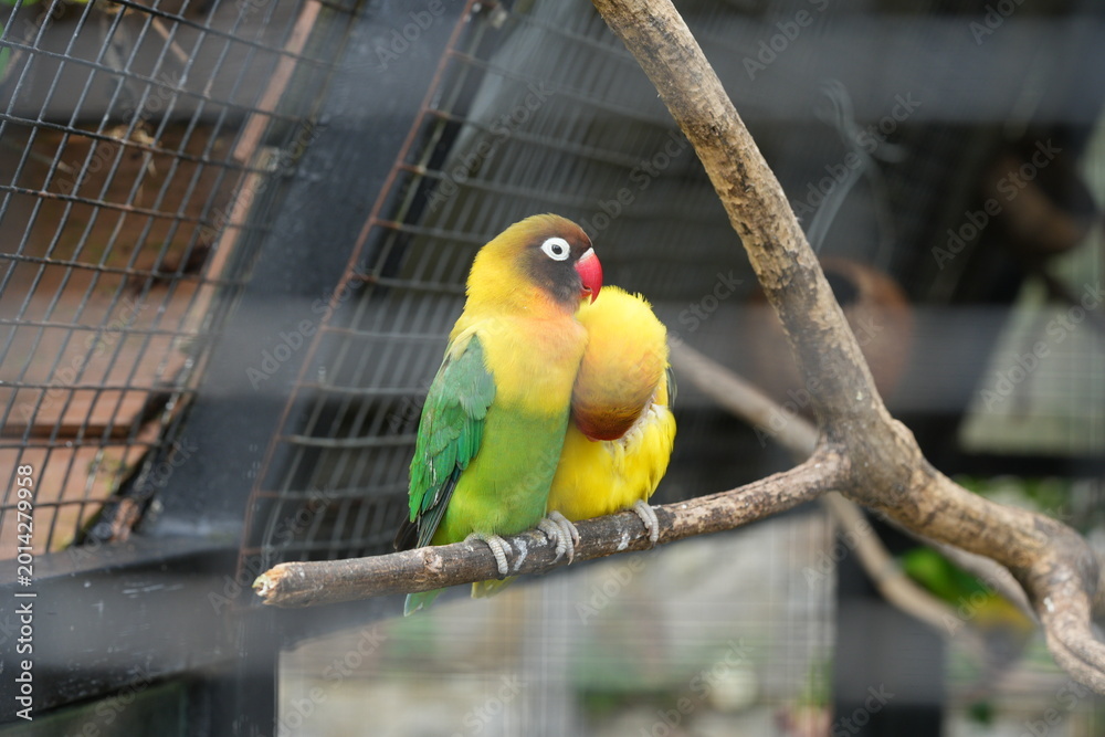 Obraz premium Fischer's Lovebirds on a Branch