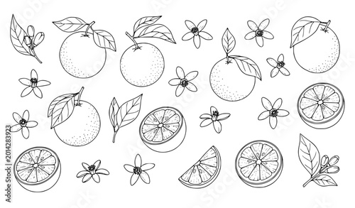 Hand Drawn Citrus Fruit and Floral Doodle Set with Orange Slices Leaves and Botanical Vector Elements Collection