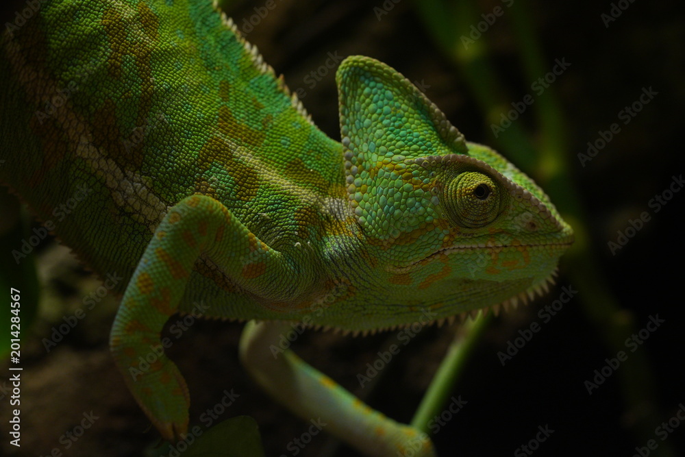 Fototapeta premium Green Veiled Chameleon Portrait Reptile Photography