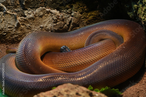 Konstfotografi Olive Python Close Up Reptile Photography