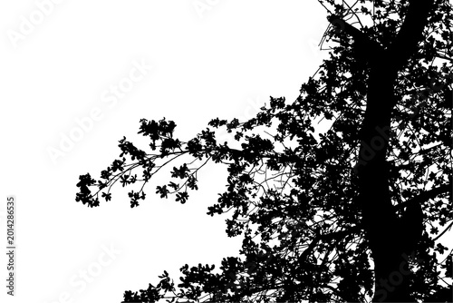 Schilderij op canvas A black and white photograph of an oak branch in a natural forest