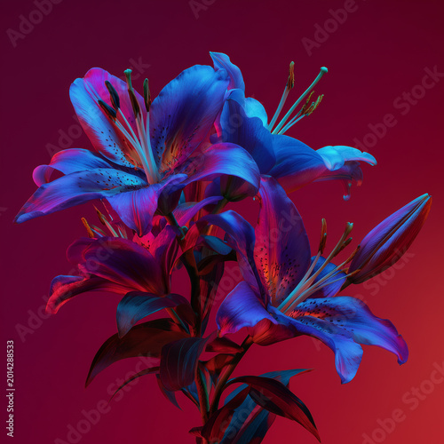 A blue lily close-up neon lights on a dark red background