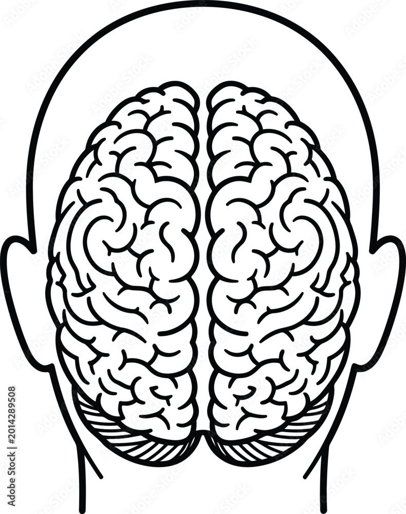Fototapeta premium Human brain anatomy illustration