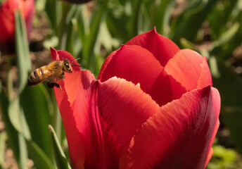 Bee Pollinating 