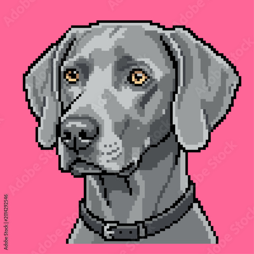 Weimaraner dog head pixel art illustration in a front view with a sleek grey coat and collar isolated on a pink background for animal stickers.