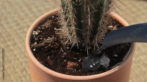 Watering a small potted cactus plant indoors, highlighting plant care, hydration, and home gardening.