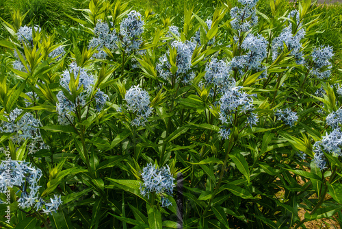fiori di campo