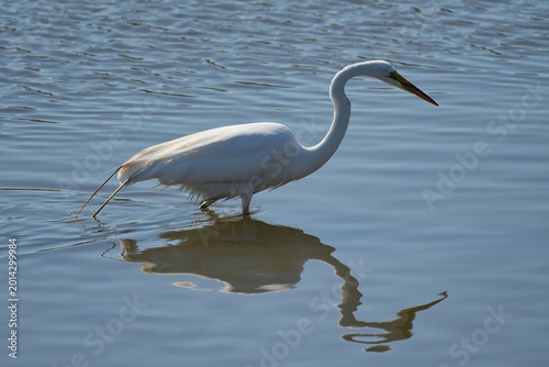Foto The great egret (Ardea alba), also known as the common egret, large egret, is a large, widely distributed egret