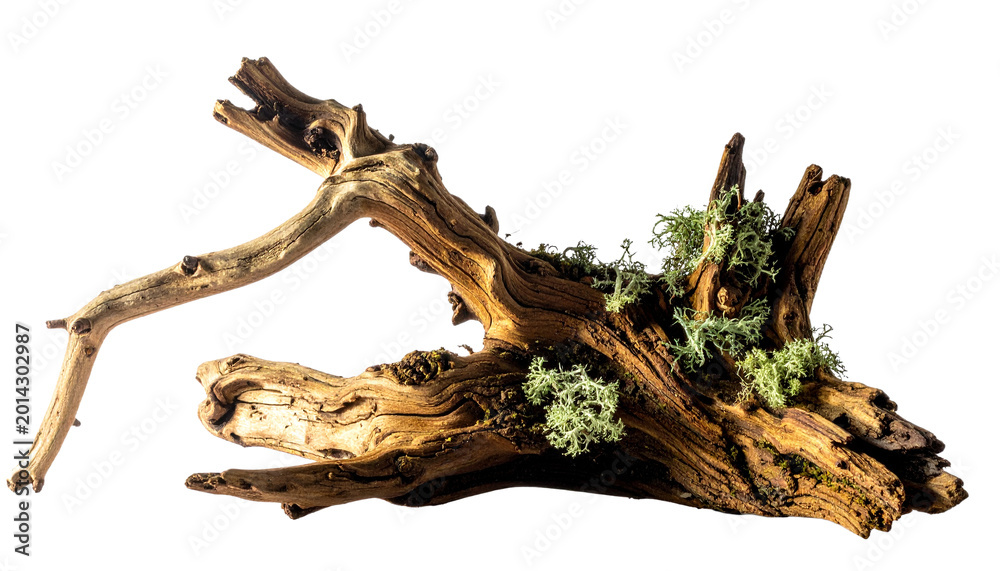 Fototapeta premium A gnarled piece of driftwood, adorned with small clusters of green lichen, rests isolated against a clean white background.