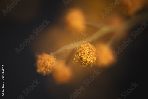 Obraz na plátně Soft focus macro of yellow mimosa acacia puffball, artistic spring bokeh backgro