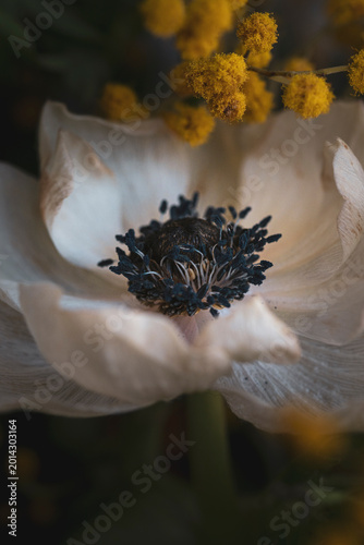 Fotografie Dramatic macro of white anemone flower with dark center, moody botanical photogr