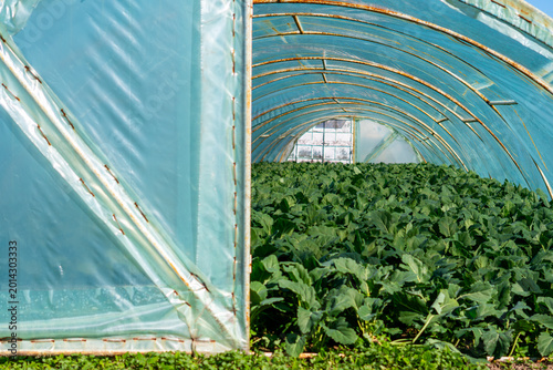 Tableau sur toile Interior of a plastic greenhouse tunnel with rows of green vegetable seedlings,