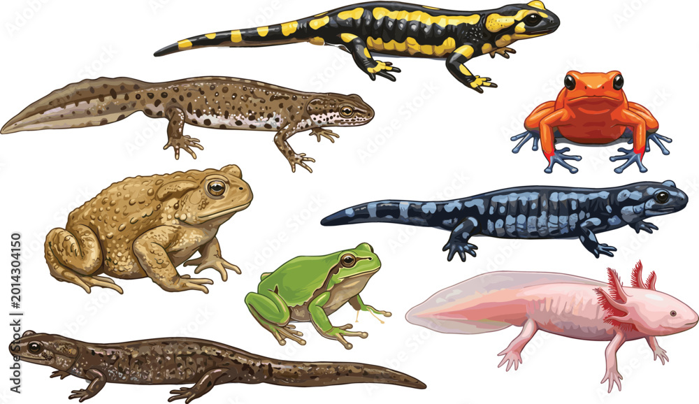 Fototapeta premium Amphibians Illustration Set with Frogs, Salamanders, Toads, and Newts for Wildlife and Nature Themes