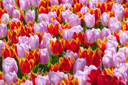Foto mixed pink and red tulips
