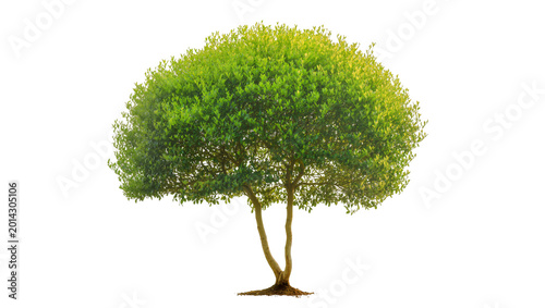 Fotografija Isolated thriving green tree with a full, bushy crown and a robust textured trun
