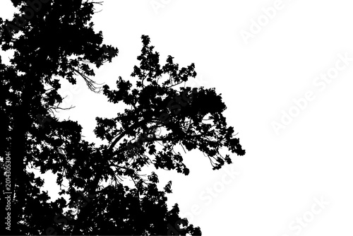 Tableau sur toile A black and white photograph of an oak branch in a natural forest