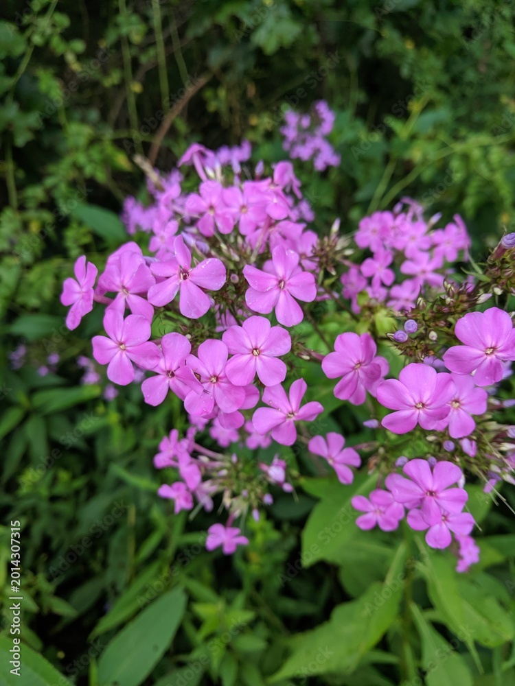 Obraz premium pink flowers in the garden
