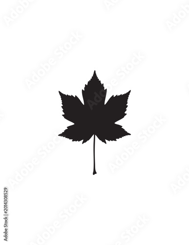 autumn maple leaf