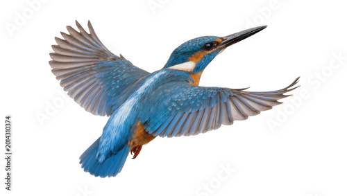 Cuadro en lienzo Isolated vibrant common kingfisher bird in graceful flight with outstretched wings, wild animal