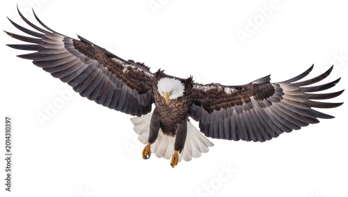 Bild auf Leinwand Isolated majestic bald eagle soaring with wings spread wide, powerful bird of prey in full flight