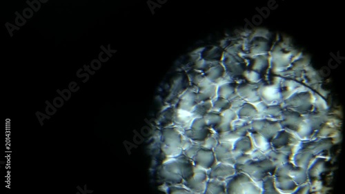 Microscopic View of Expanded plastic Cellular Structure Foam Cellular Structure