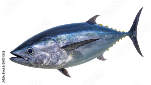 Cuadro en lienzo Isolated fresh yellowfin tuna fish, majestic ocean predator caught showing vibra