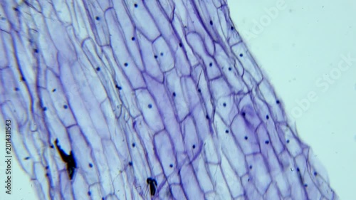Microscopic View of Onion Epidermis Cells with Nuclei Stained