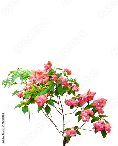 Canvas Print Pink Mussaenda Plant PNG - Isolated Botanical Asset with Green Foliage Premium high-resolution PNG cutout of an exotic Mussaenda plant featuring vibrant pink bracts and lush green foliage