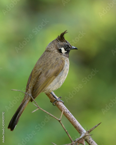 Canvastavla Himalayan Bulbul feeding on berry in Janjehli, Himachal Pradesh, India