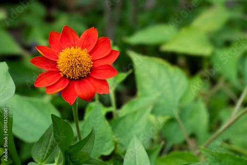 A Mexican sunflower (Tithonia rotundifolia) with red and amber stamens, copy space.