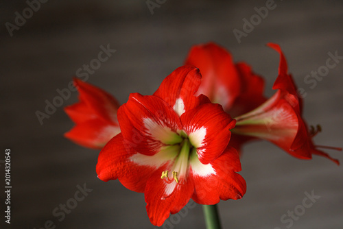 Konstfotografi Closeup of red amaryllis Hippeastrum flower with striped petals indoors