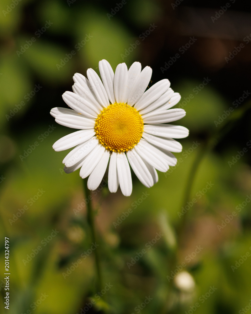 Obraz premium daisy in the garden