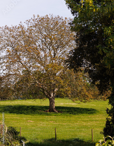 tree in the park