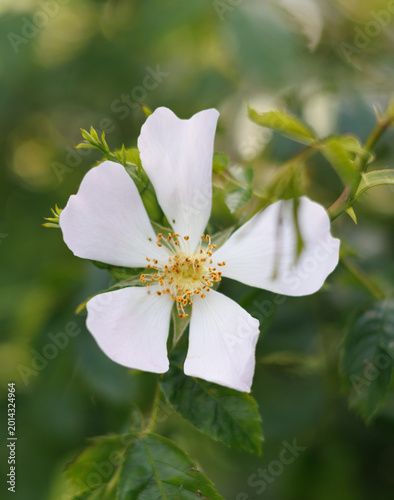 apple tree blossom
