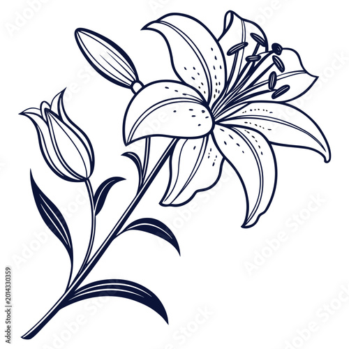 dragon lily line art oh white background