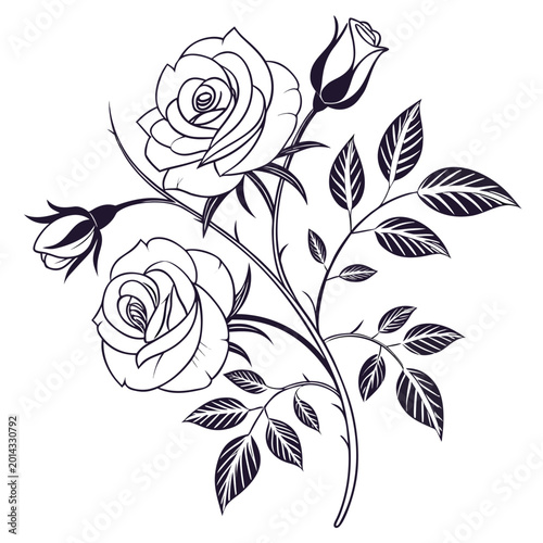 coral drift rose vector