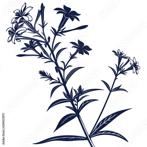 Photography carolina phlox silhouette on white background