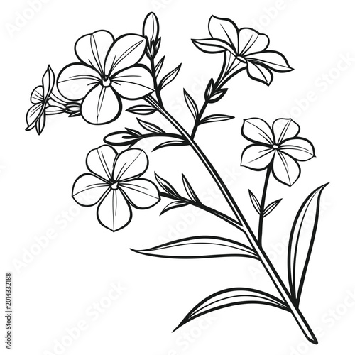 carolina phlox with leaves