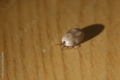 Dangerous Parasite: Fully Fed Female Tick