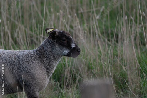 Photos Blackface Lamb in Meadow