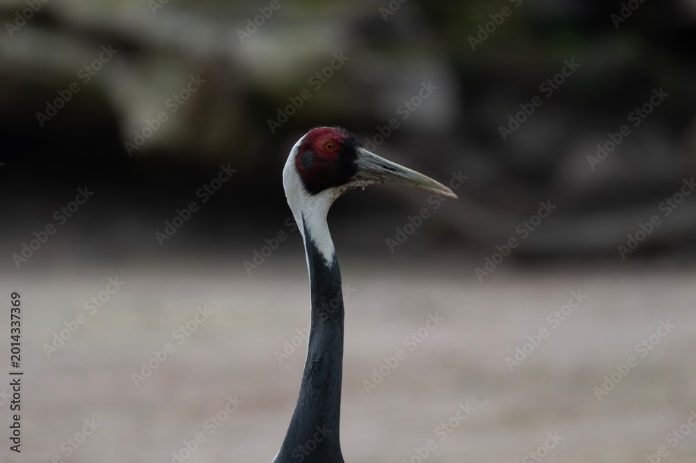 Naklejka premium Red-crowned Crane Portrait