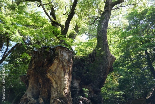 Foto Towering ancient tree trunk stands majestically in a sunlit forest